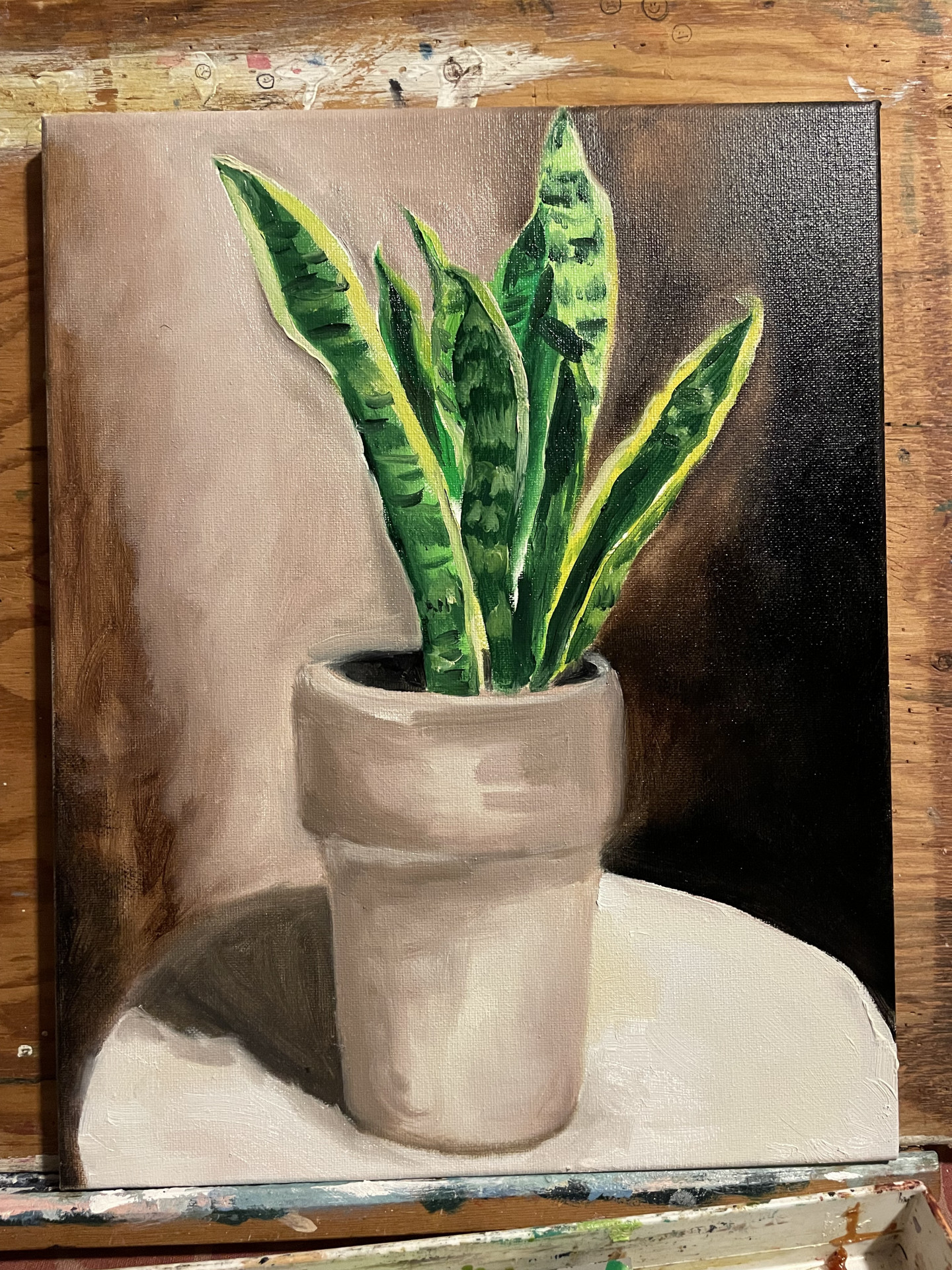 Snake Plant